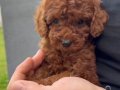 EFSANE TOY POODLE YAVRULAR