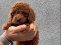 EFSANE TOY POODLE YAVRULAR