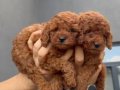 EFSANE TOY POODLE YAVRULAR