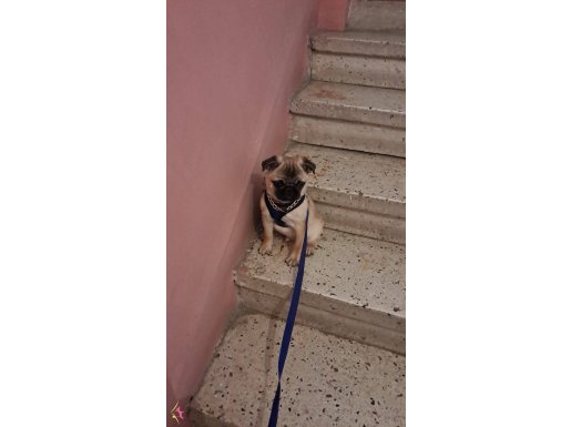 Pug 4.5aylik karneli aşılı  herseyi var