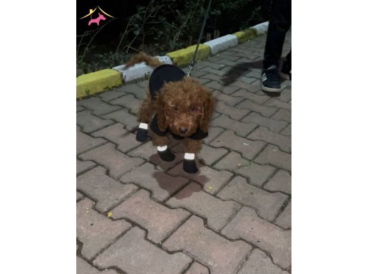 Sevimli toy poodle 