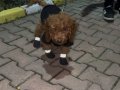 Sevimli toy poodle 