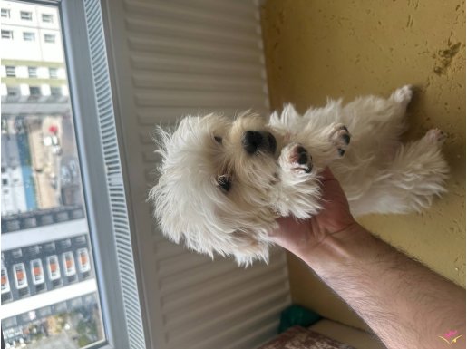 3.5 aylık tatlı yavru aşılı tuvalet eğitimli