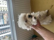 3.5 aylık tatlı yavru aşılı tuvalet eğitimli