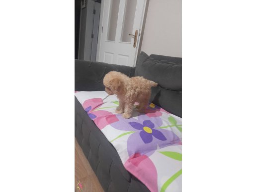 TOY POODLE  APRİCOT dişi 2 aylik Istanbul içine acildir.