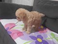 TOY POODLE  APRİCOT dişi 2 aylik Istanbul içine acildir.