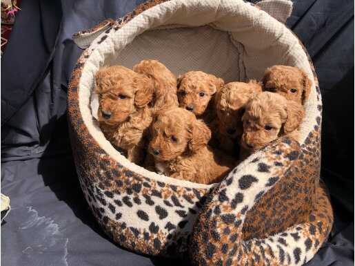 39 günlük poodle Yavrular 