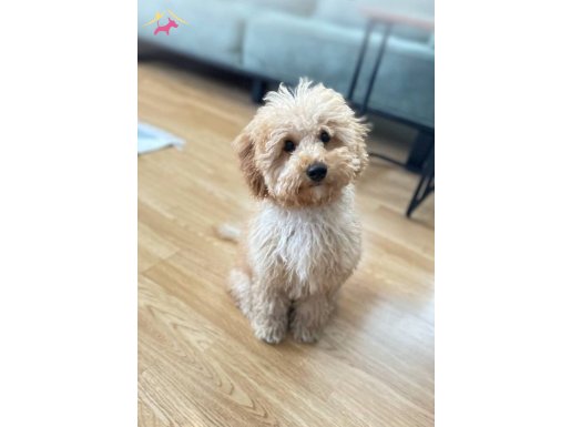 5 aylık toy poodle