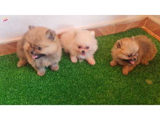 Show Kalite Pomerian Boo Yavruları
