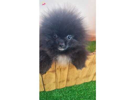 Show Kalite Egzotik Boo 