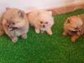 Show Kalite Pomerian Boo Yavruları