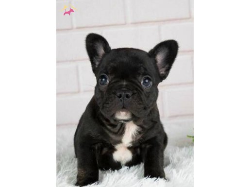 Sorunsuz yavru 1aylık