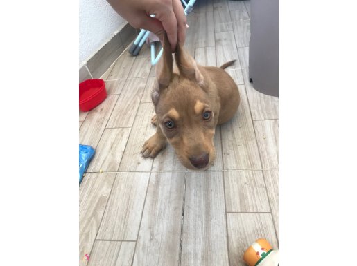 dişi uysal 1 aylık bahçe köpeği apartmana uygun tatlı sevecn