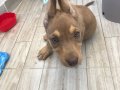 dişi uysal 1 aylık bahçe köpeği apartmana uygun tatlı sevecn