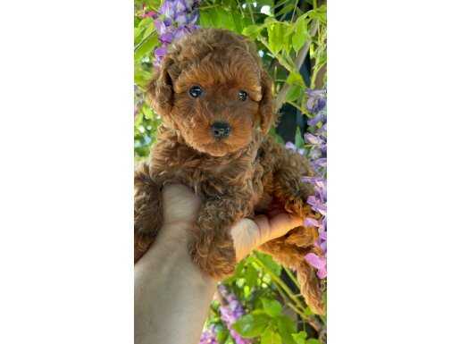 TOY POODLE 