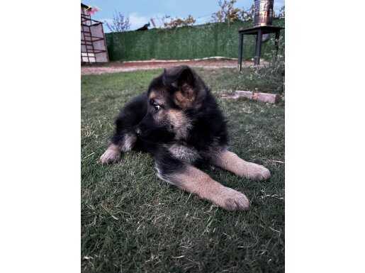 ALMAN KURDU YAVRULARIMIZ