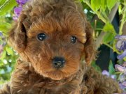 TOY POODLE 
