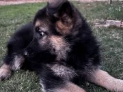 ALMAN KURDU YAVRULARIMIZ