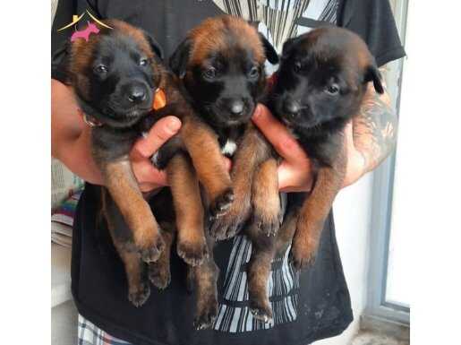 Değer Bilenlere Belçika Malinois