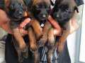 Değer Bilenlere Belçika Malinois