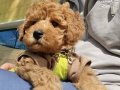 3 AYLIK TUVALET EĞİTİMİ VERİLDİ AŞILAR TAM DİŞİ TOYPOODLE