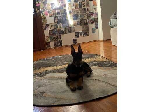 Estetikli eğtimli scr li yavru doberman 
