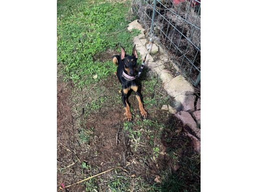 Estetikli uysal doberman yavru