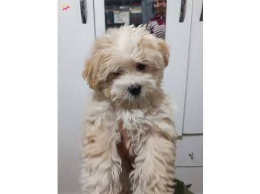 Lucy  5 aylık dişi 