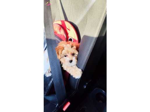 Toy Poodle Acil Sahiplendirilecektir 