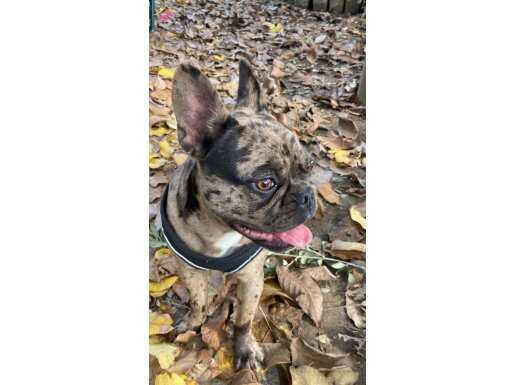 Tatlı bir French Bulldog dişi