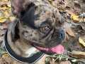 Tatlı bir French Bulldog dişi