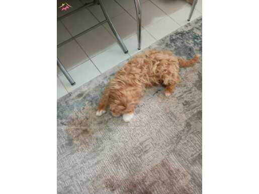 3.5 aylik Erkek Maltipoo