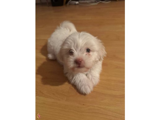 2,5 aylik maltese terrier