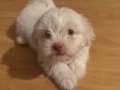 2,5 aylik maltese terrier