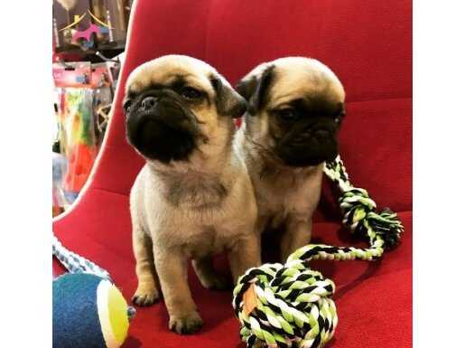 PUG MOPS KREM YAVRULARIMIZ