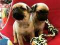 PUG MOPS KREM YAVRULARIMIZ