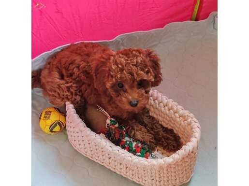 SEVİMLİ PODDLE