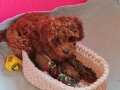 SEVİMLİ PODDLE