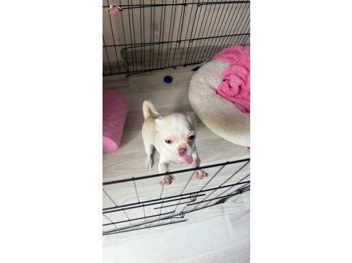 Chihuahua yavru beyaz dişi
