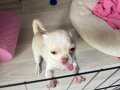 Chihuahua yavru beyaz dişi
