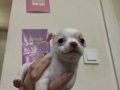 CHIHUAHUA YAVRU