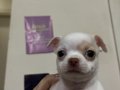 CHIHUAHUA YAVRU