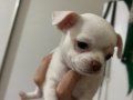 CHIHUAHUA YAVRU