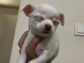 CHIHUAHUA YAVRU