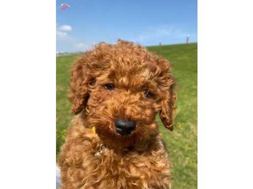 Poodle 3,5 aylık erkek ilk aşıları yapıldı