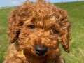 Poodle 3,5 aylık erkek ilk aşıları yapıldı