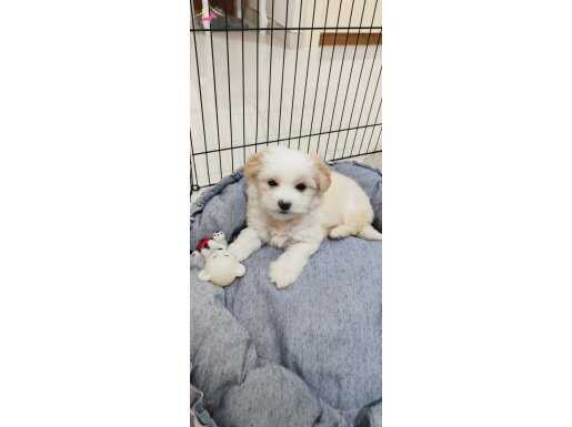 MALTESE 