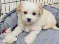 MALTESE 