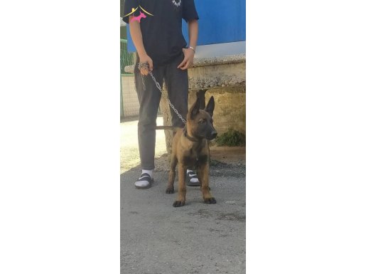 Yanında tasmama ve mamasıyla birlikte satılıktır