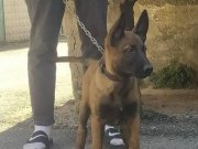 Yanında tasmama ve mamasıyla birlikte satılıktır